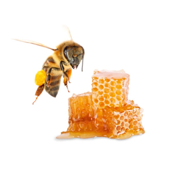 Harvia Saunaaufgüsse 100ml | versch. Sorten