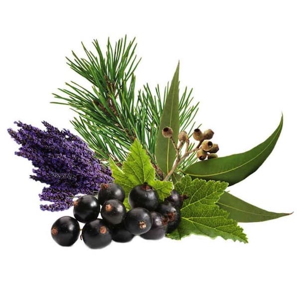 Sauna-Duftkonzentrat Euka, Johannisbeere, Lavendel, Zedernholz: Erfrischender Geruch, hilft gegen Stress und verhilft zur inneren Ruhe, wirkt reinigend